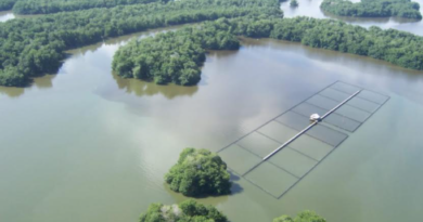 Colombia innova en metodologías para cuantificar el carbono en los manglares