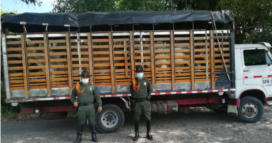 En Lorica, incautan 16 de semovientes