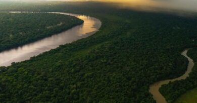 Reducción del 34 % en el arco de la deforestación de la Amazonía durante primer semestre de 2021