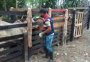 En solo 7 días del primer ciclo contra fiebre aftosa, Colombia vacunó 2,9 millones de animales