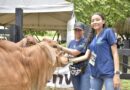 Estudantes de Unicórdoba apoyo fundamental para los ganaderos en la Feria de Montería