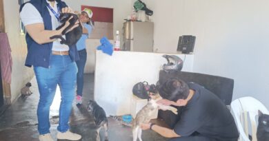 Los hogares de paso de rescatistas de animales reciben acompañamiento