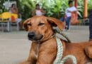 Gobierno de Montería lideró exitosa jornada de esterilización de mascotas en Leticia
